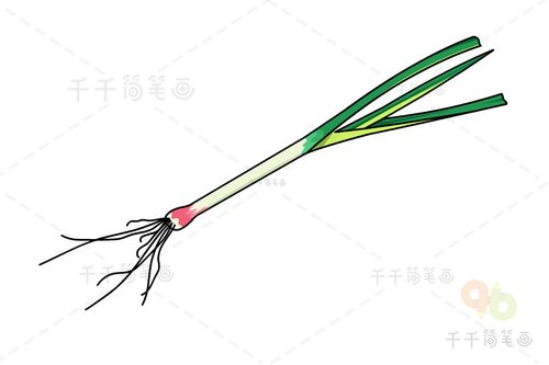 蒜苗简笔画