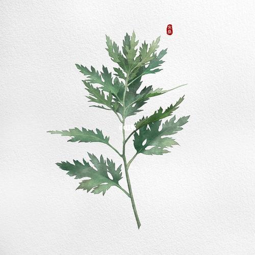 艾草简笔画步骤图绿植物简笔画